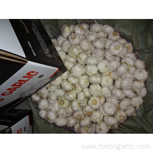 New Crop 2019 Fresh Pure White Garlic